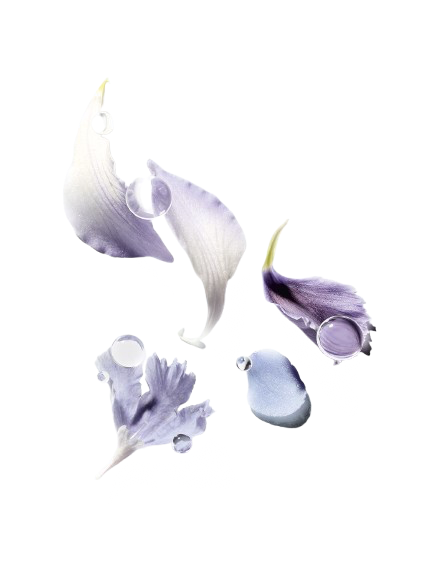 Lavender petals